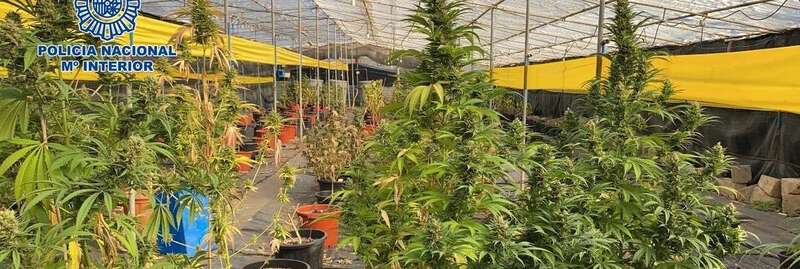 Plantación de marihuana en Telde/TA.